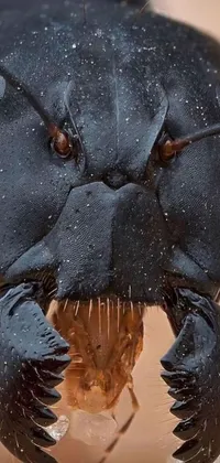 This live wallpaper depicts a photorealistic close-up of a bug with an open mouth