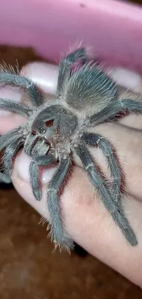 Enjoy a fascinating live wallpaper for your phone with a close-up shot of a small spider delicately held by someone's hand