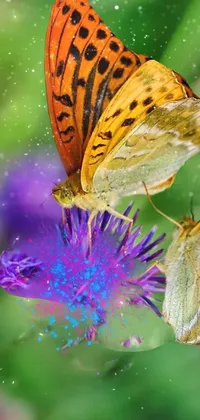 This phone live wallpaper features a stunning macro photograph of a purple flower covered in swarming insects, with two beautifully detailed butterflies sitting atop it
