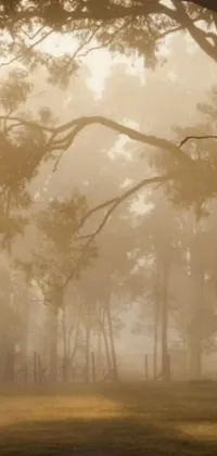 Plant Atmosphere Fog Live Wallpaper