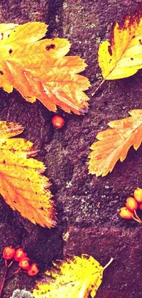 Plant Autumn Fall Live Wallpaper
