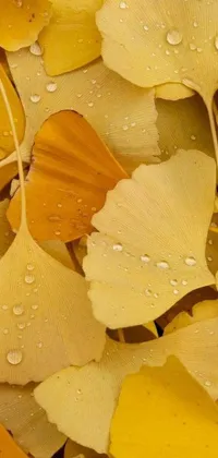 Plant Autumn Leaf Live Wallpaper