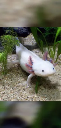 Plant Axolotl Vertebrate Live Wallpaper