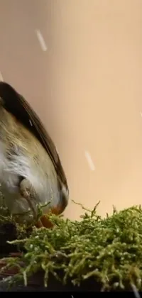 Plant Beak Whiskers Live Wallpaper