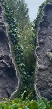 Plant Bedrock Terrestrial Plant Live Wallpaper