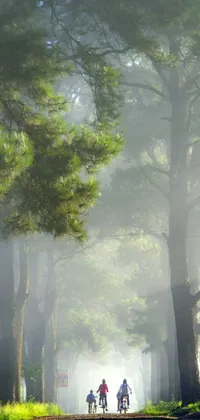 The perfect live wallpaper for nature lovers! Admire a peaceful scene of a group of bikers riding through a foggy morning road, surrounded by tall pine trees