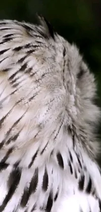 The stunning phone live wallpaper showcases a white and black owl in a close-up shot with intricate feathers and sharp features