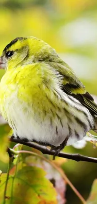 Enhance the look of your device with this stunning phone live wallpaper! Delight in the sight of a cheerful and bright yellow bird sitting on a branch in a tree, surrounded by verdant green leaves that add to the realistic and natural feel of the design