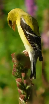 Plant Bird Beak Live Wallpaper