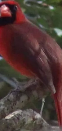 This phone live wallpaper showcases a vibrant red bird sitting on a tree branch against a backdrop of lush tropical scenery from Kauai island