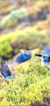 This phone live wallpaper features flying birds against a blue and yellow fauna background