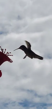 Enjoy the stunning sight of a hummingbird in flight with this live wallpaper! Watch as the graceful bird approaches a hummingbird feeder in this beautifully captured photo