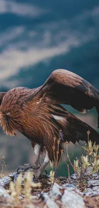 This phone live wallpaper features a striking image of a large bird standing on a rocky hill