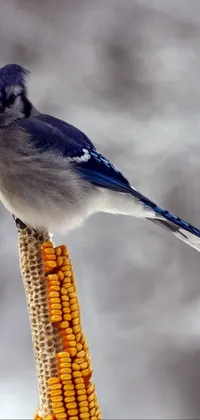 Get lost in nature with this stunning bird live wallpaper
