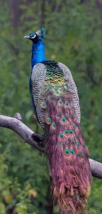 Enjoy the majestic beauty of a colorful male peacock perched on a tree branch with stunning plumage glowing in shimmering multicolored hues in this live phone wallpaper