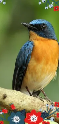 This phone live wallpaper features a breathtaking image of a blue and orange bird perched on a tree branch against a beautiful natural backdrop