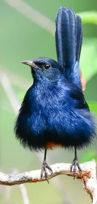 This live wallpaper features a charming blue bird perched on a tree branch