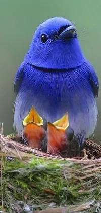Get a stunning blue bird and its baby birds nest live wallpaper for your phone
