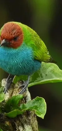 This phone live wallpaper features a beautifully animated bird perched on a tree branch