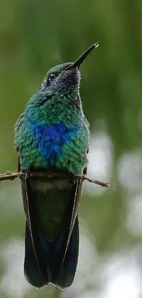 This phone live wallpaper showcases a colorful bird perched on a tree branch