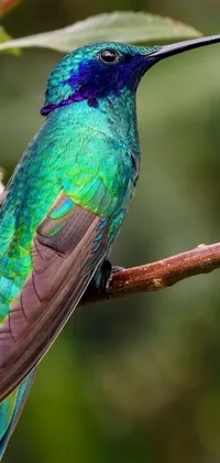 Looking for an eye-catching wallpaper for your phone screen? Check out this stunning live wallpaper of a colorful bird perched on a tree branch