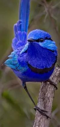 The Blue Bird live wallpaper is a mesmerizing piece of art that flaunts a blue and purple furred bird sitting gracefully on a branch