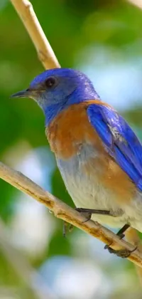 This stunning live wallpaper features a blue bird perched on a tree branch, set against a charmingly rustic background of swaying foliage in shades of orange and blue
