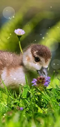 This lively mobile live wallpaper depicts an adorable duck standing gracefully on a vibrant green field surrounded by delicate flowers
