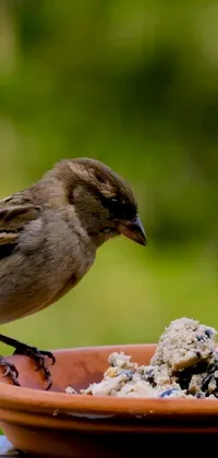 This phone live wallpaper shows a charming scene of a small bird on top of a plate of food