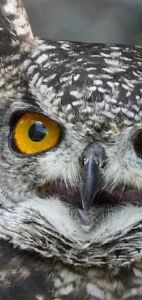 This phone live wallpaper features an awe-inspiring close-up of an incredible owl with vivid yellow eyes and a sense of watchfulness