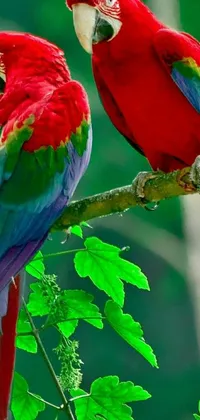 This colorful phone live wallpaper displays two parrots resting on top of a branch, creating a vibrant scene that's perfect for brightening your phone