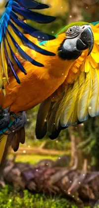 Plant Bird Macaw Live Wallpaper
