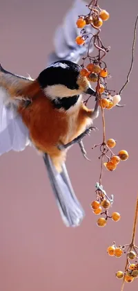 Plant Bird Macro Photography Live Wallpaper