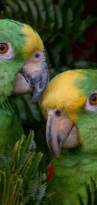 This stunning 8K 50mm ISO 10 live wallpaper features two beautiful green and yellow parrots sitting side by side, with gorgeous faces and smiles for the camera