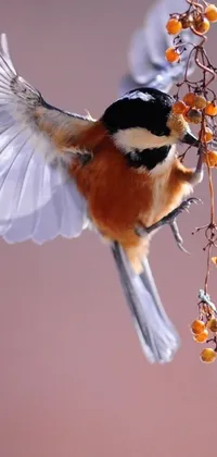 Display a stunning wallpaper on your phone with a close-up photograph of a bird perched on a branch with berries