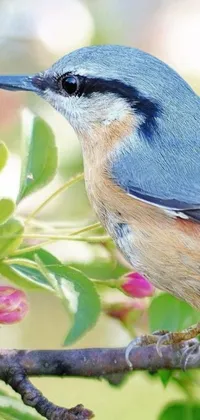 Adorn your phone with a breathtaking live wallpaper displaying a blue and brown bird perched on a tree branch