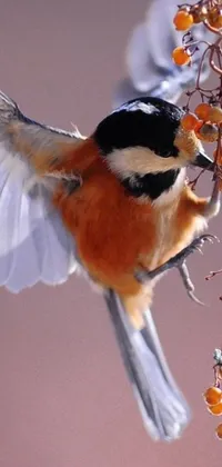 This phone live wallpaper showcases a vibrant bird photo in macro close-up