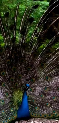 This live phone wallpaper features a stunning image of a peacock standing in front of a luscious green forest