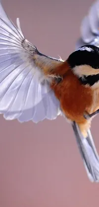 This live wallpaper displays a detailed macro photograph of a flying bird