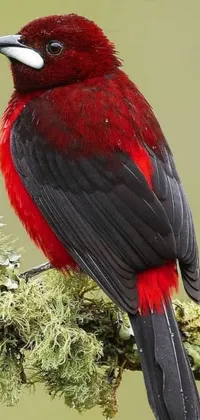 Looking for an eye-catching live wallpaper for your phone? Consider this stunning red and black bird perched on a branch
