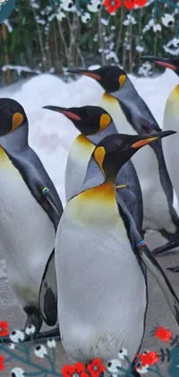 Looking for a fun and engaging live wallpaper for your phone? Look no further than this playful penguin wallpaper! Featuring a group of penguins wearing presidential band and set against a snowy background, this wallpaper is sure to delight winter enthusiasts and animal lovers alike