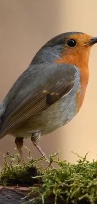This phone live wallpaper features a captivating image of a robin perched on a moss covered log
