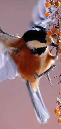 This live wallpaper for your phone features a stunning macro photograph of a beautiful bird in flight with an orange fluffy belly