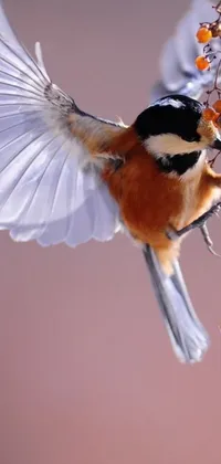 This live wallpaper showcases an exquisite macro photograph of a bird in flight