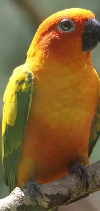 Plant Bird Parrot Live Wallpaper