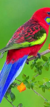 This phone live wallpaper depicts a beautiful and colorful bird resting on a leafy green tree branch