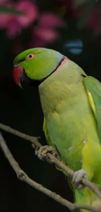 This stunning live wallpaper showcases a whimsical green parrot perched on a tree branch against a soft green background