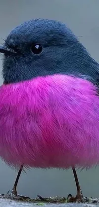 This phone live wallpaper features a charming purple and black bird perched on a rock, with pastel, trendy pink fur, lovely feathers, and occasional wing flaps