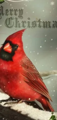 This stunning live wallpaper showcases a red bird sitting atop a snowy branch, creating a beautiful winter landscape for your phone