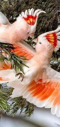 Get mesmerized by this incredible smartphone live wallpaper! It features two, stunning white birds flying in the air in a vibrant, colorized photograph, set in the breathtaking Australian landscape